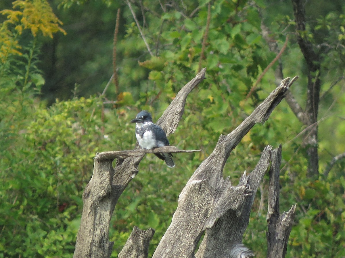 Belted Kingfisher - ML368987861