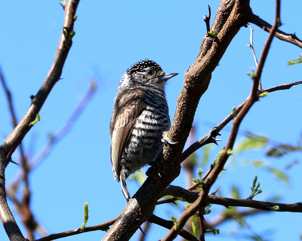 White-barred Piculet - ML368988761