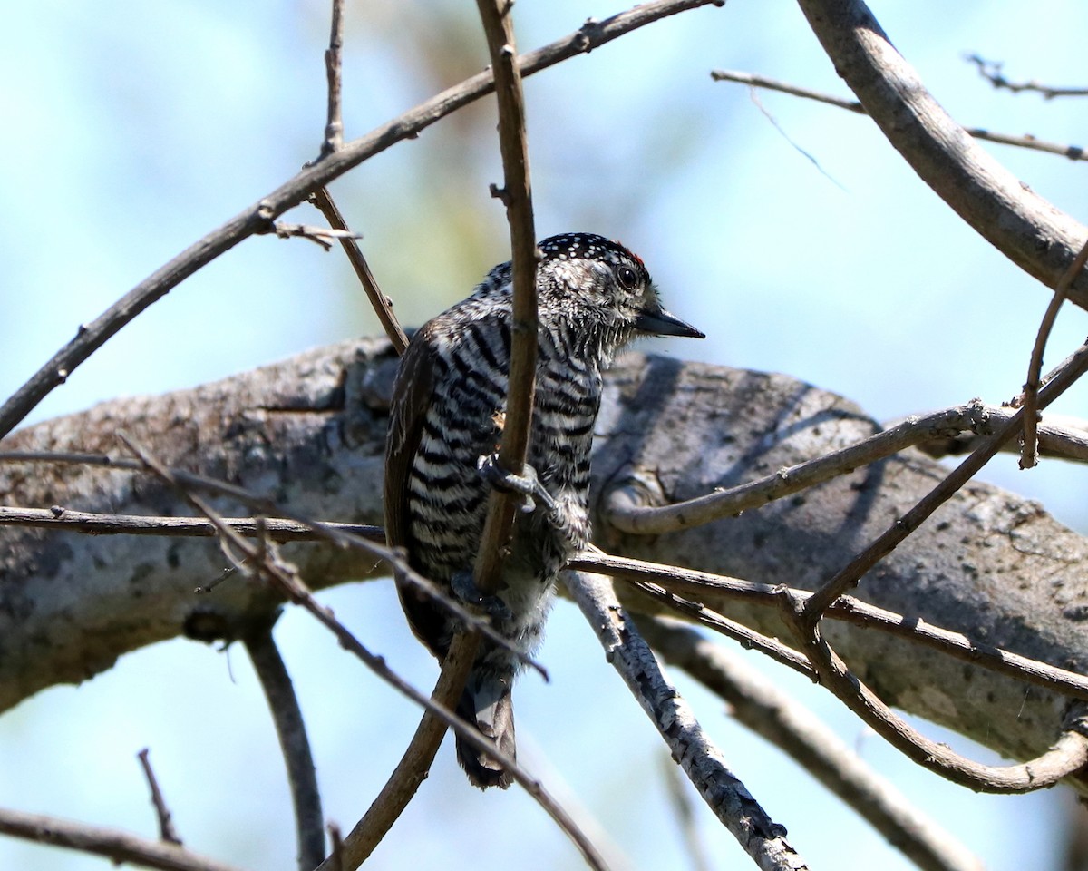 White-barred Piculet - ML368988831