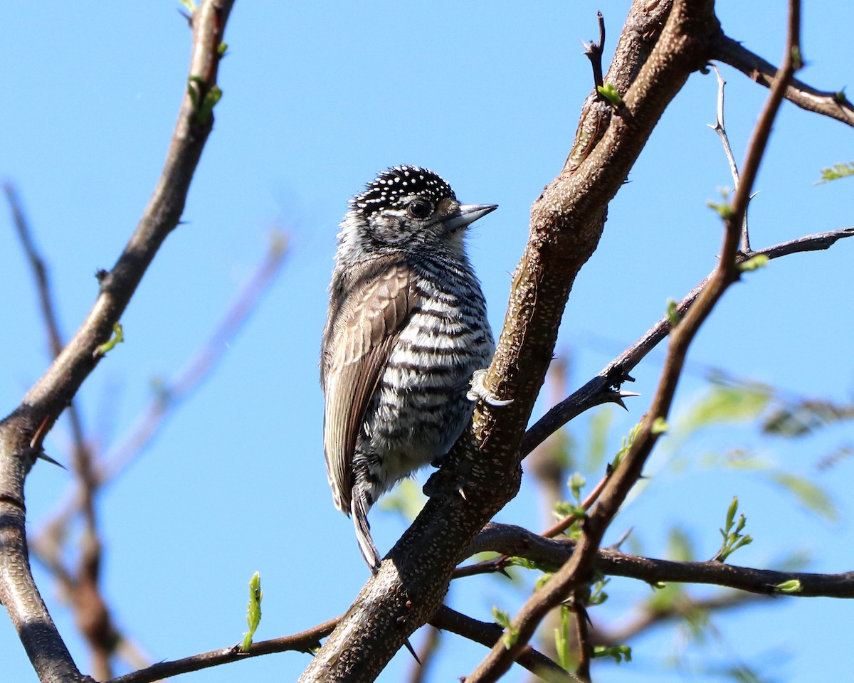 White-barred Piculet - ML368989071