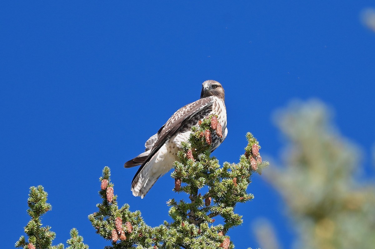 Red-tailed Hawk - ML368994371