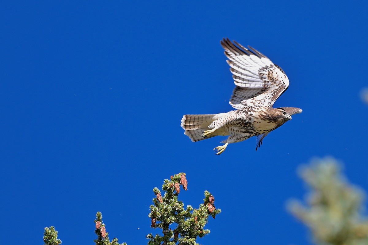 Red-tailed Hawk - Bill Schneider