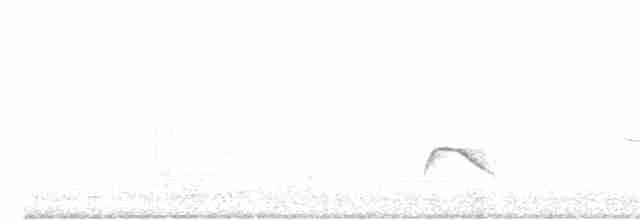 White-crested Elaenia - ML368995201