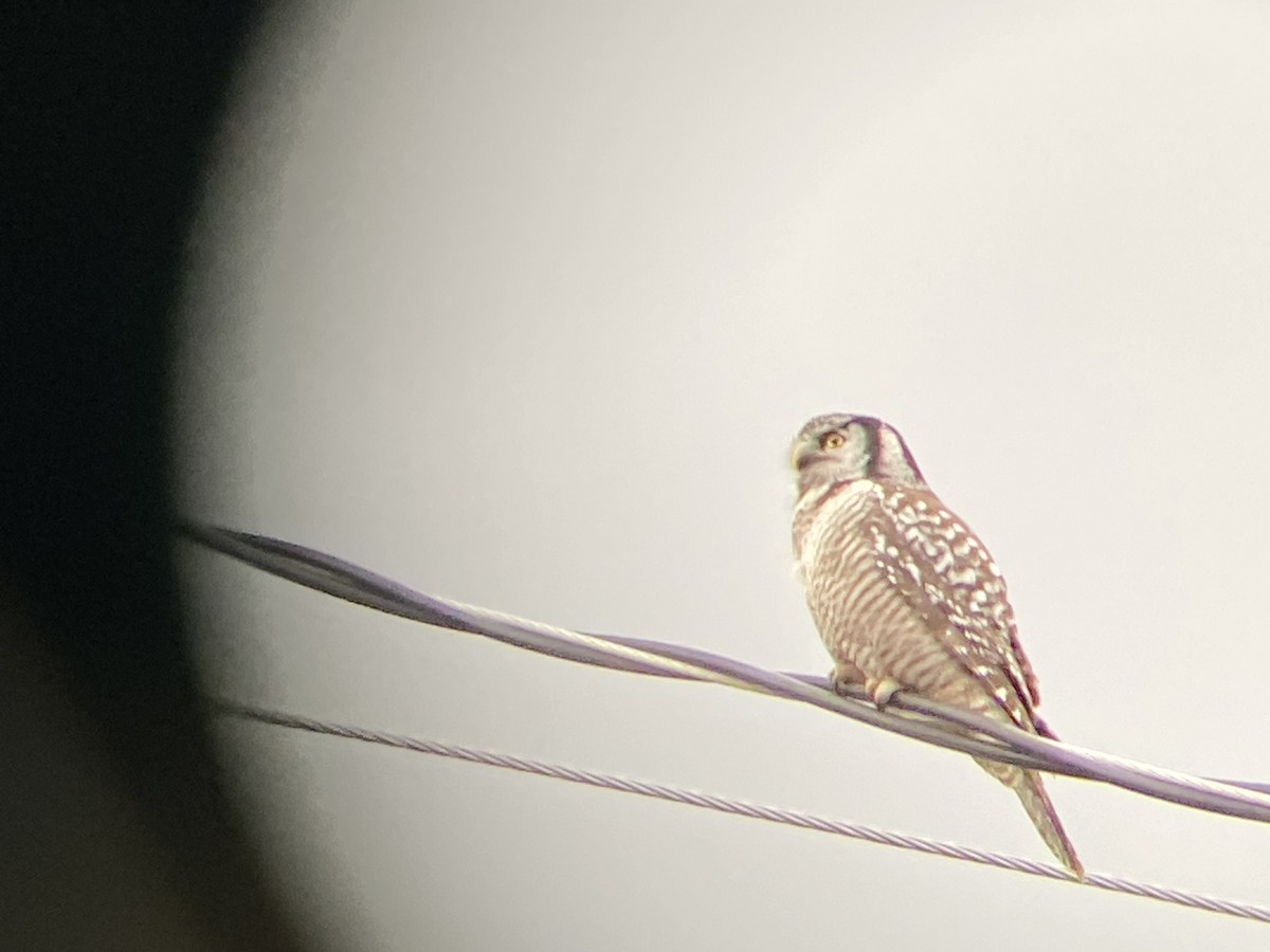 Northern Hawk Owl - ML369002401