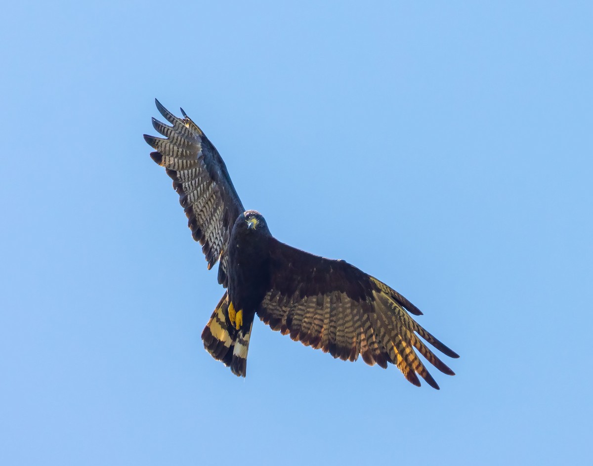 Zone-tailed Hawk - ML369002651