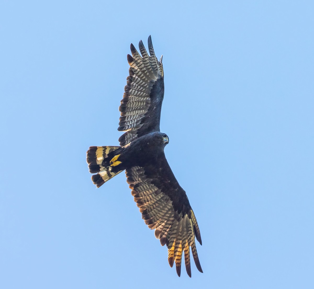 Zone-tailed Hawk - ML369002761