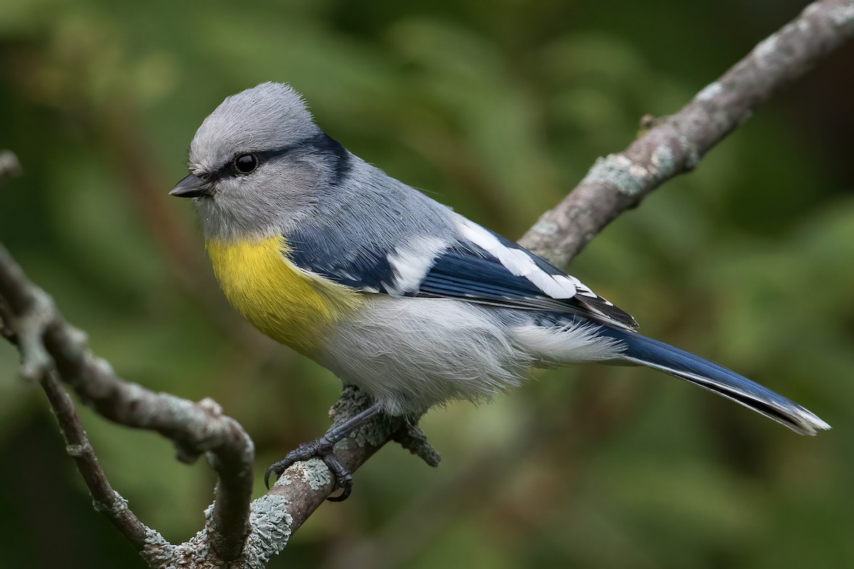 Azure Tit (Yellow-breasted) - ML369004331