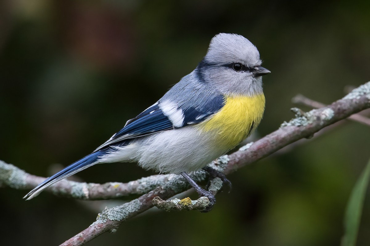 Azure Tit (Yellow-breasted) - ML369004391