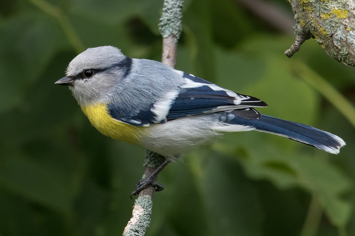 Azure Tit (Yellow-breasted) - ML369004401