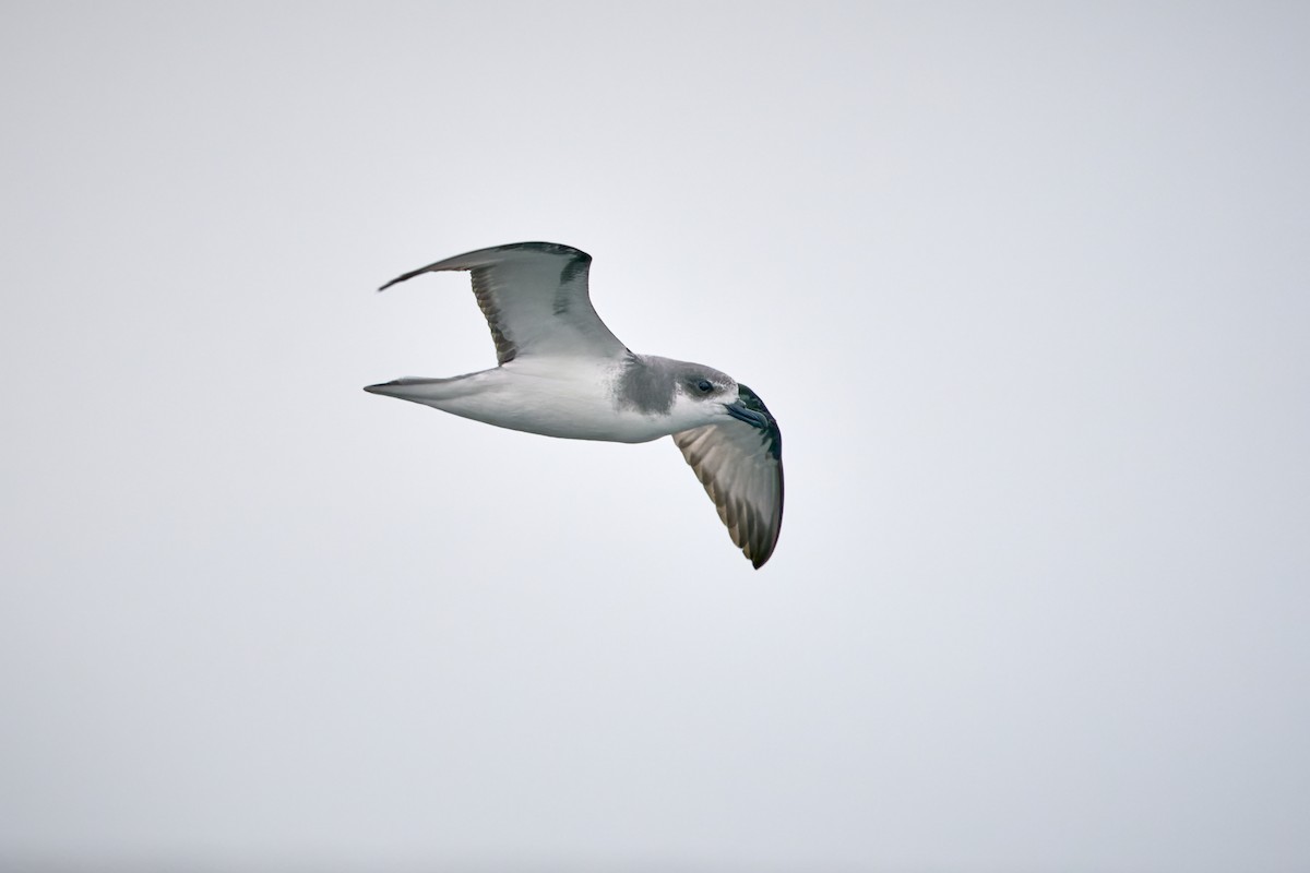 Masatierra Petrel - ML369009111