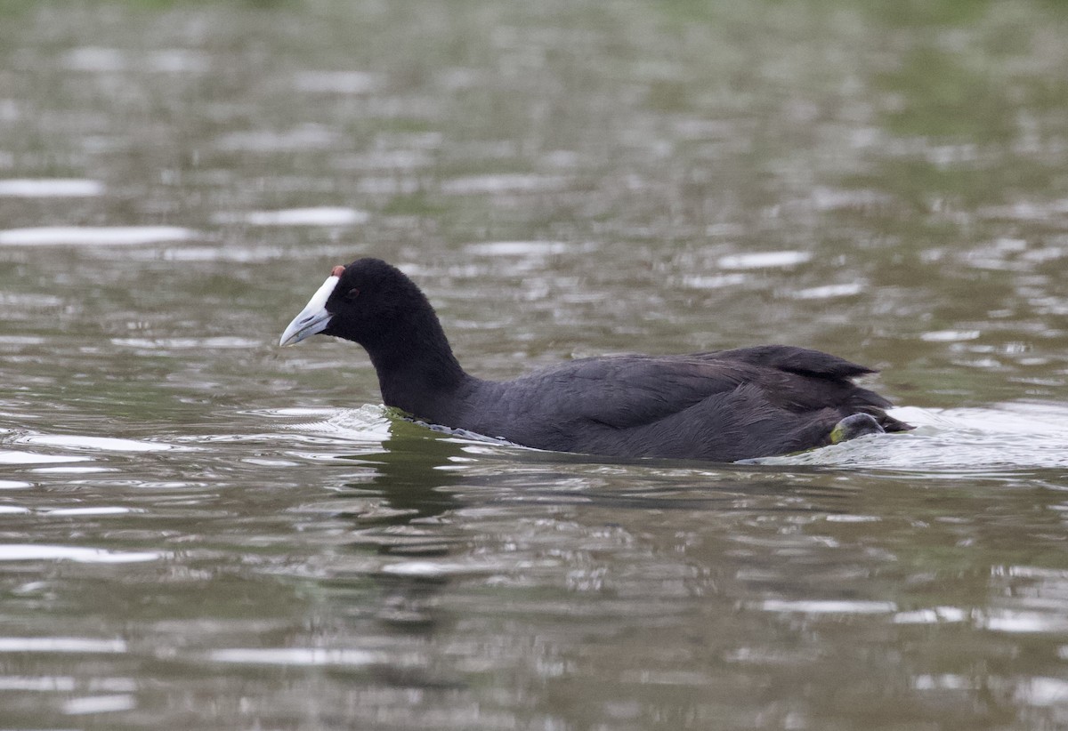 Red-knobbed Coot - Gary Brunvoll