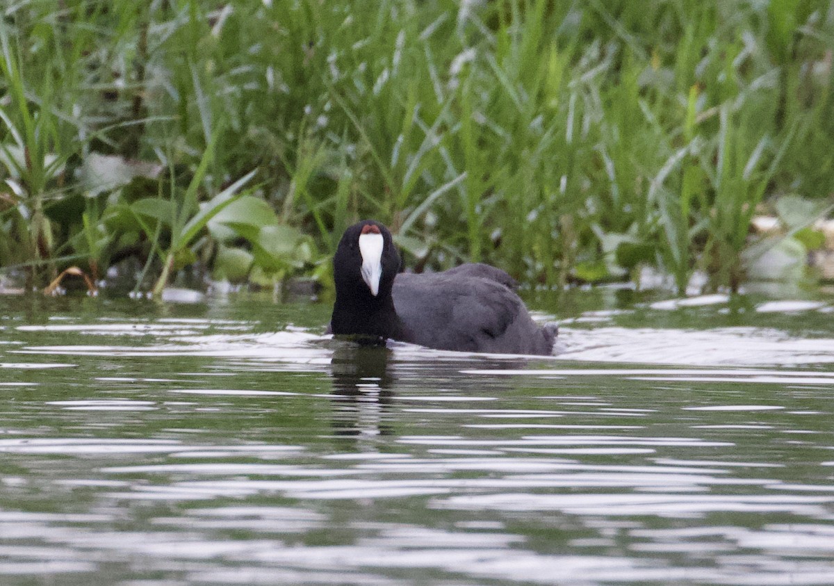 Red-knobbed Coot - ML369023241