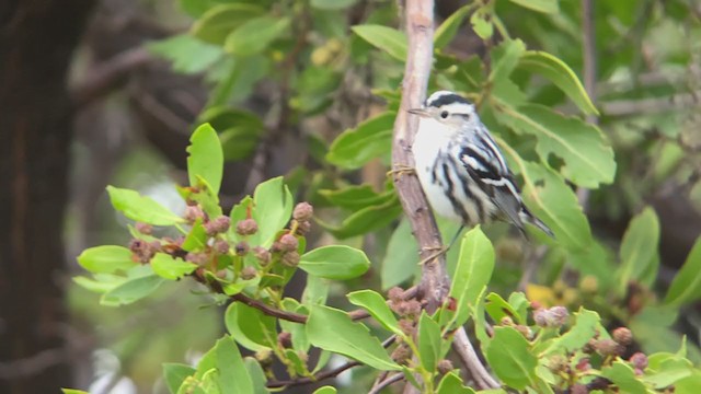 Black-and-white Warbler - ML369029131