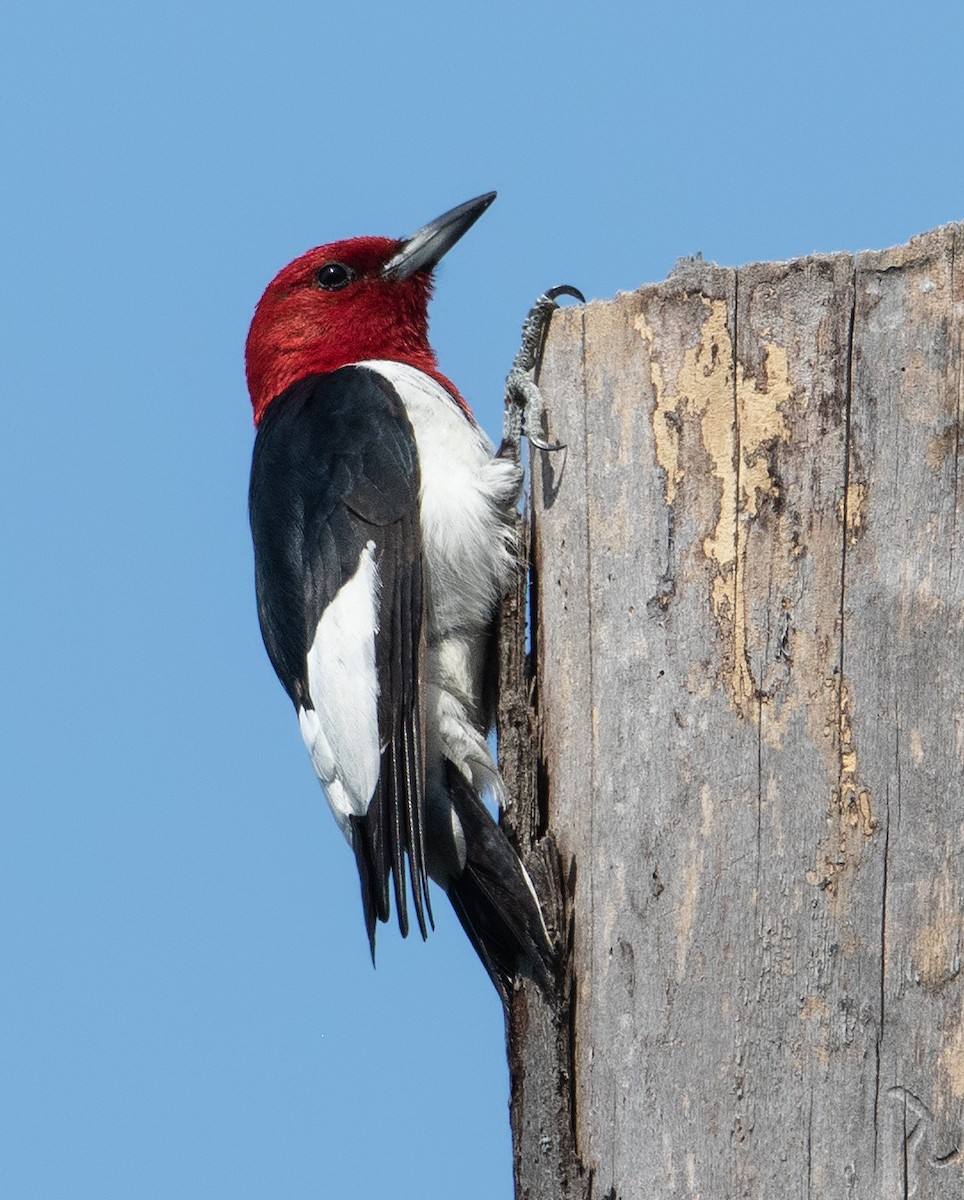Red-headed Woodpecker - ML369039381