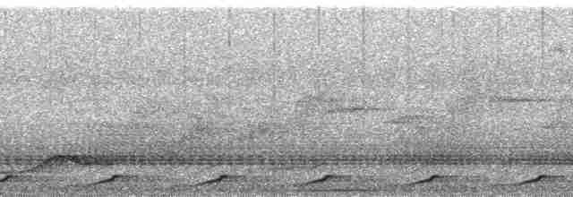 holub světleoký - ML36904