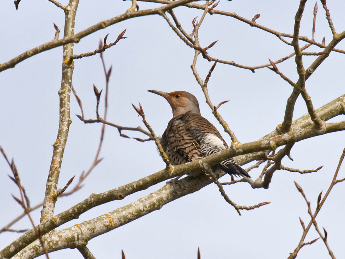 Northern Flicker (Yellow-shafted x Red-shafted) - ML36904461