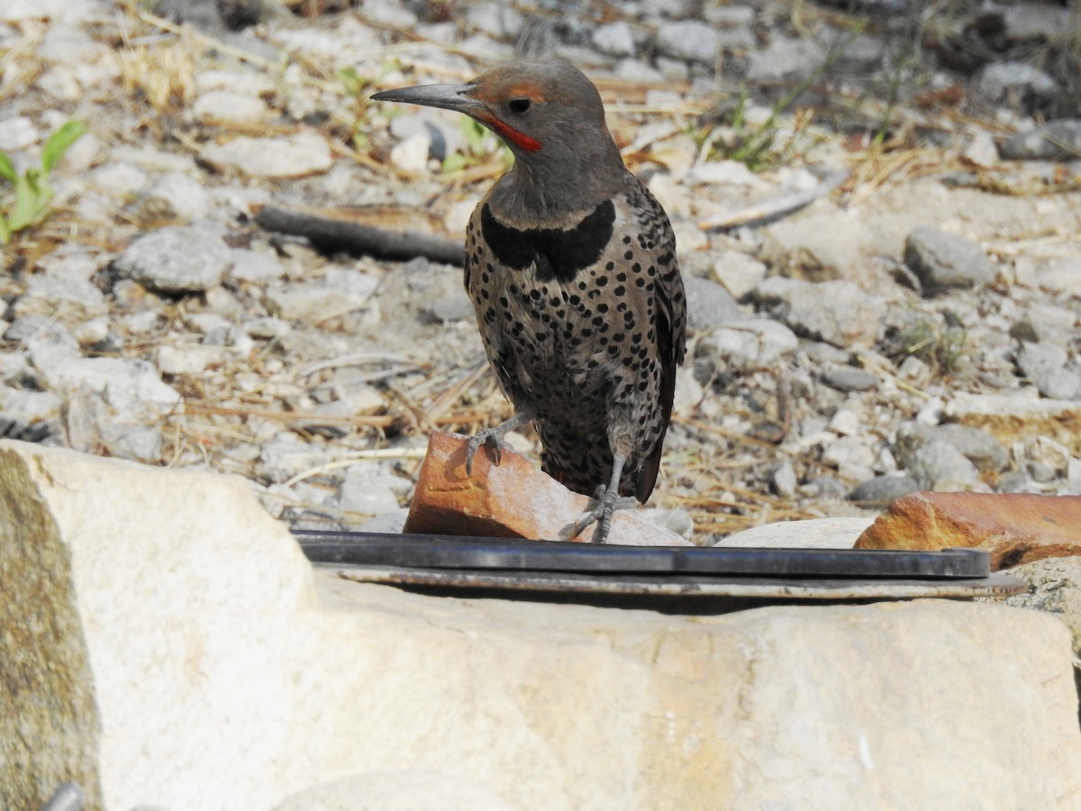 Northern Flicker (Red-shafted) - Sandra Blair