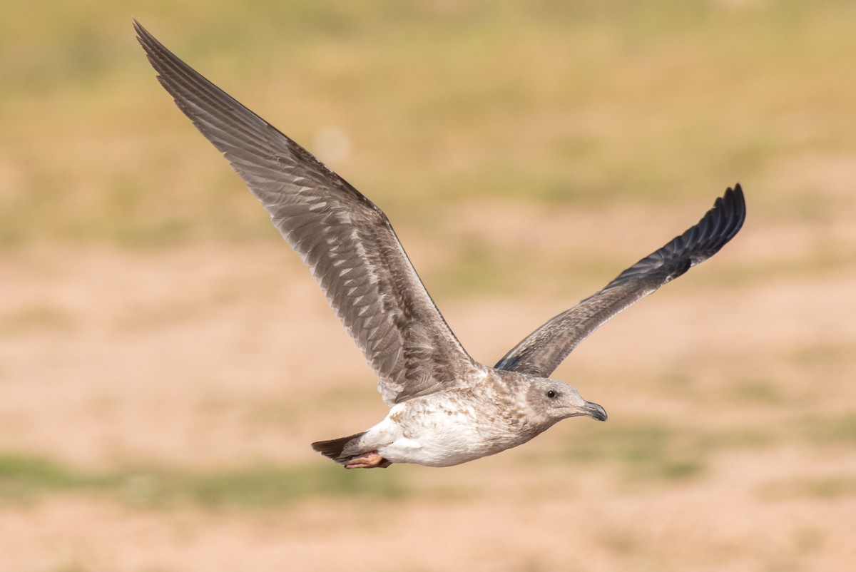 Yellow-footed Gull - Jack Parlapiano