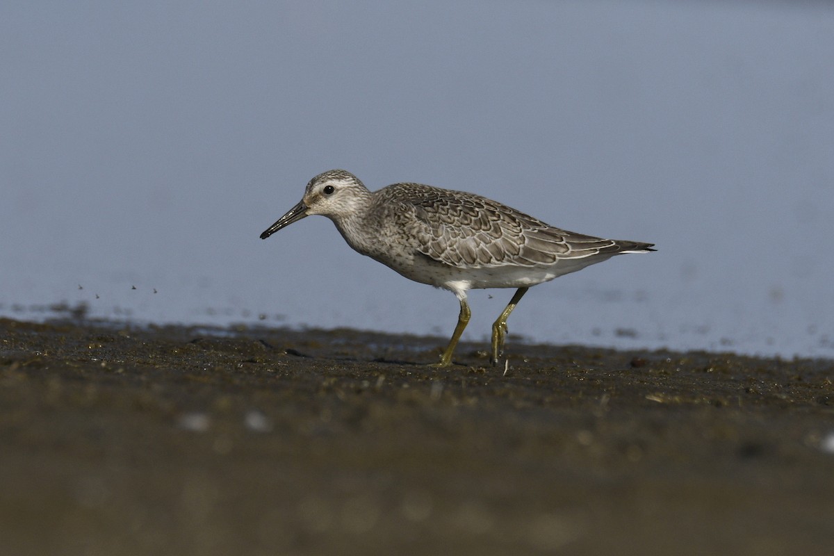 Red Knot - ML369070181