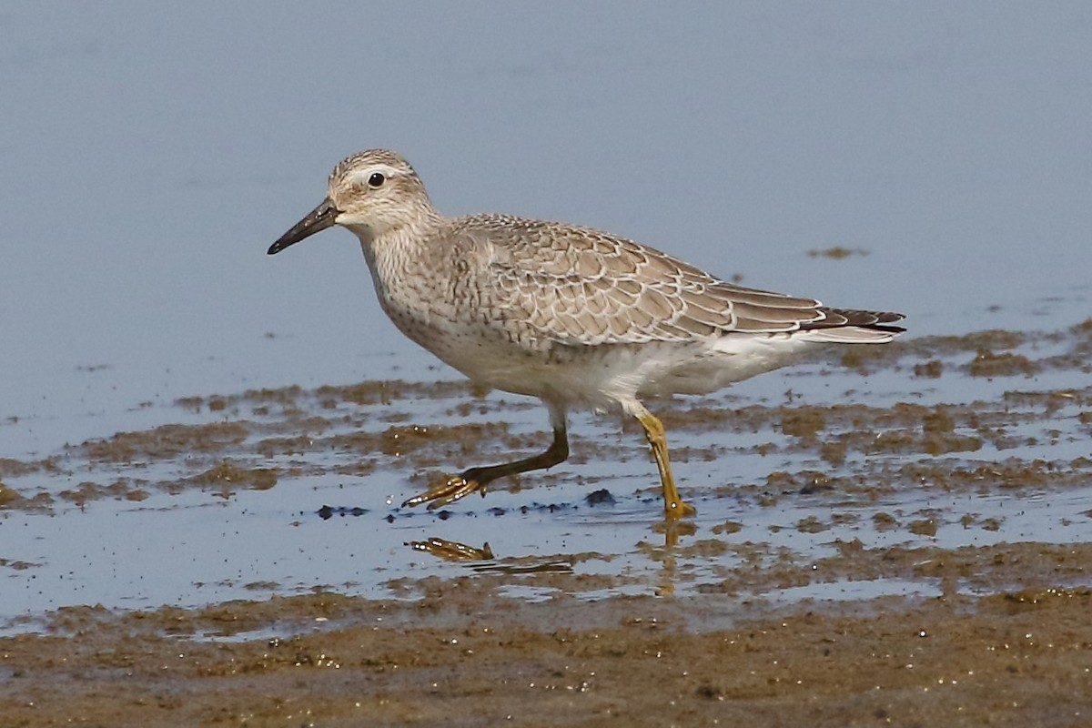 Red Knot - ML369071341