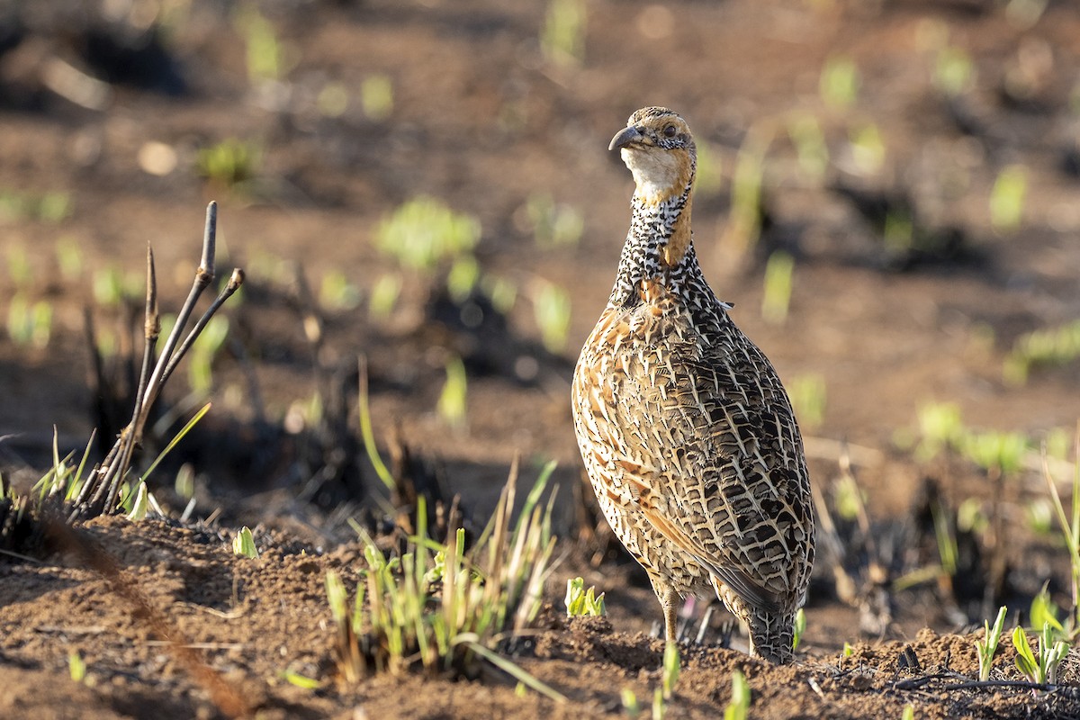 Red-winged Francolin - ML369072221