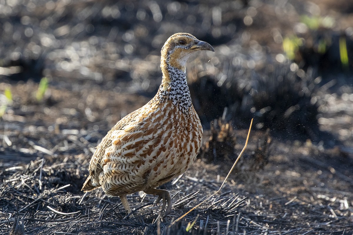 Red-winged Francolin - Niall D Perrins