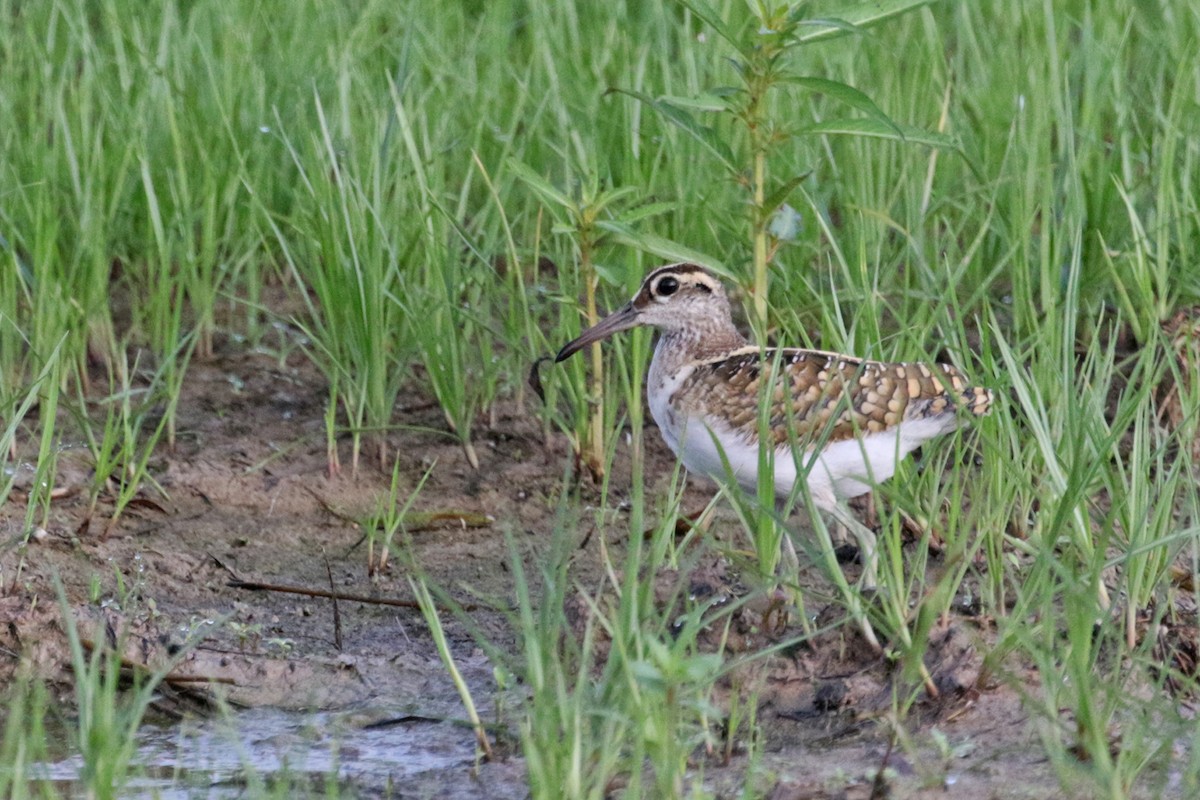 Greater Painted-Snipe - ML369074251