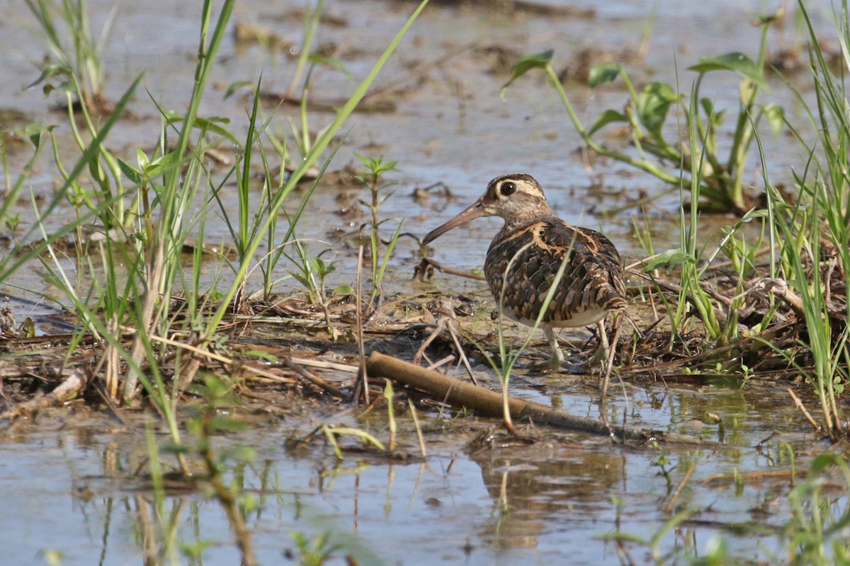 Greater Painted-Snipe - ML369074261