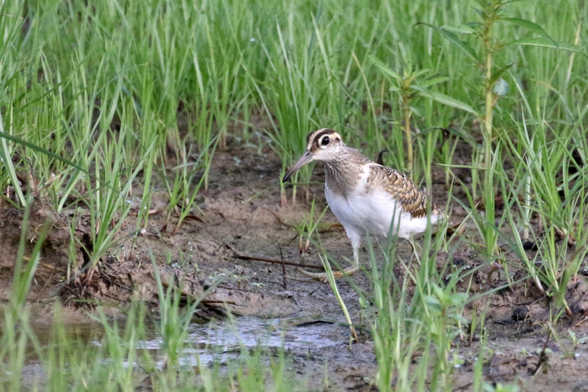 Greater Painted-Snipe - ML369074271