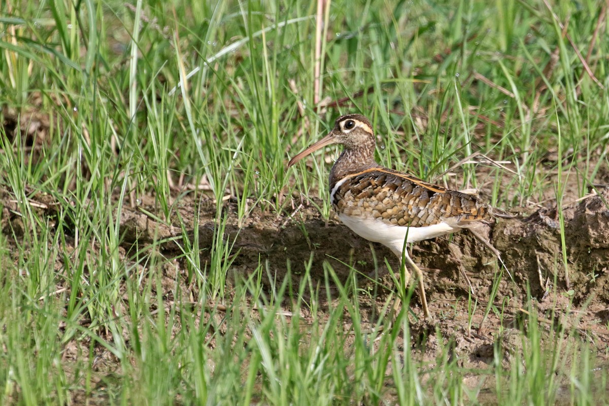 Greater Painted-Snipe - ML369074281