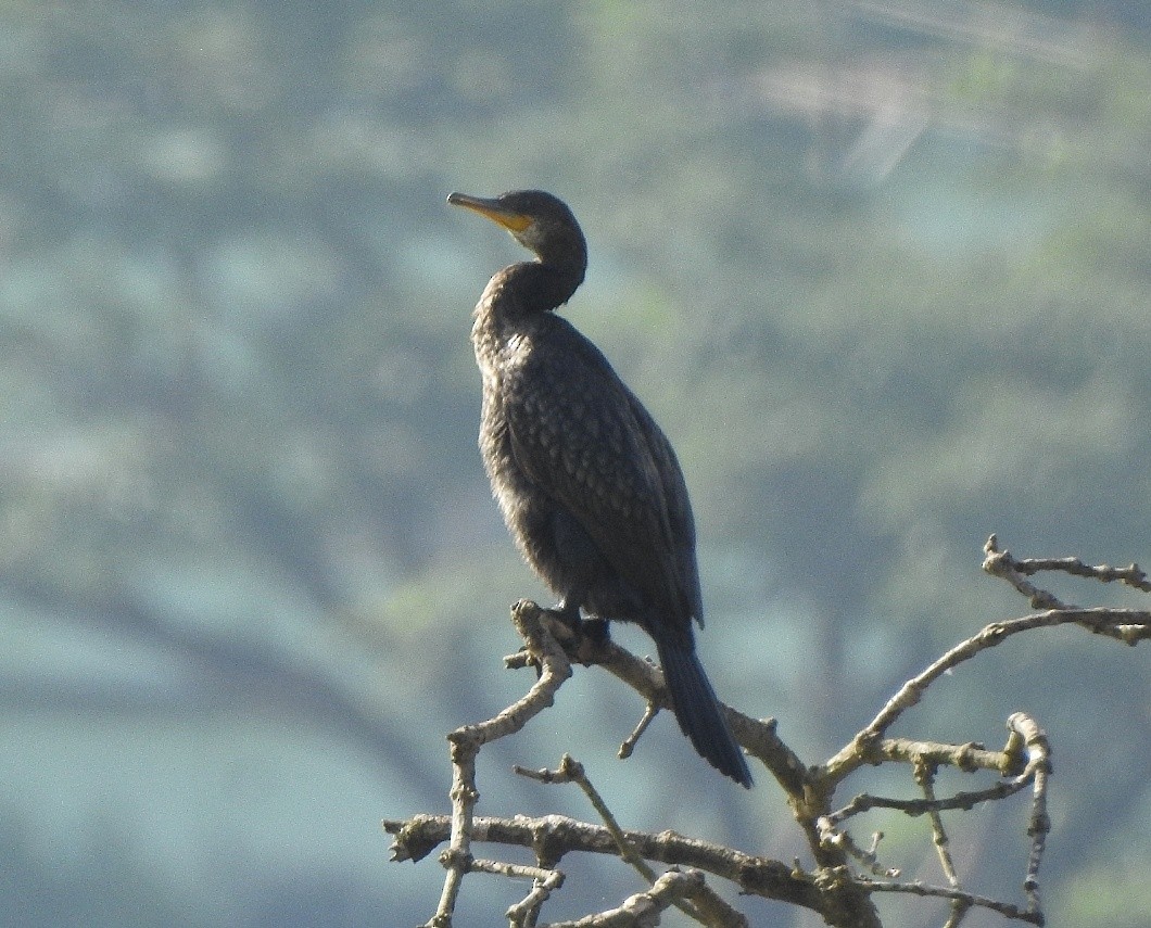 Indian Cormorant - Afsar Nayakkan