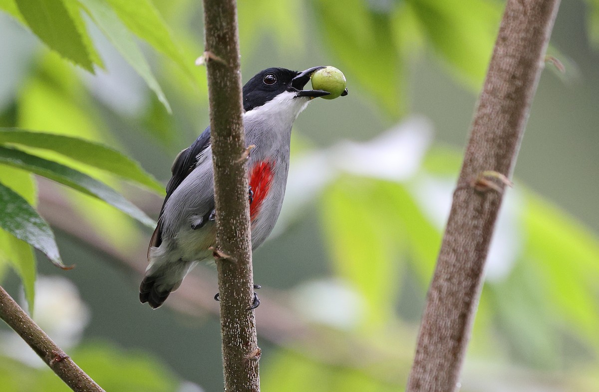 Red-keeled Flowerpecker - ML369082661