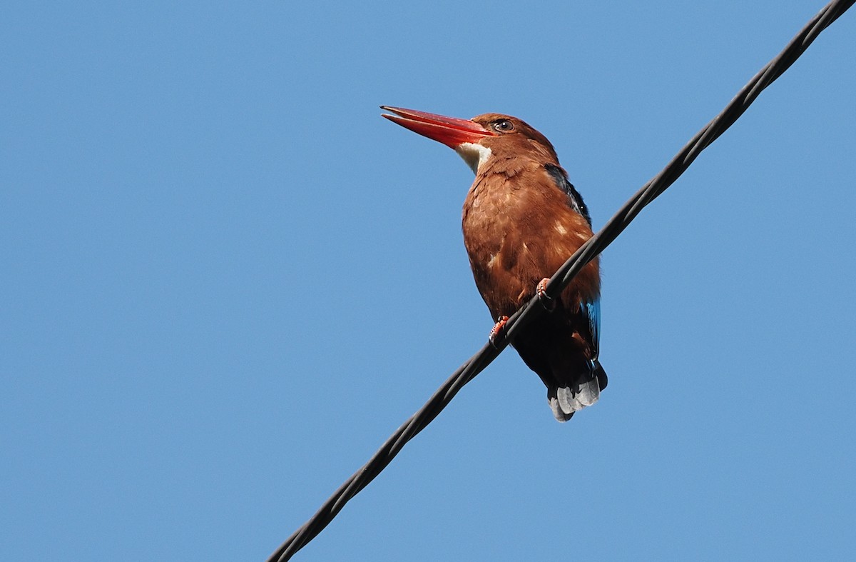 Brown-breasted Kingfisher - ML369082841