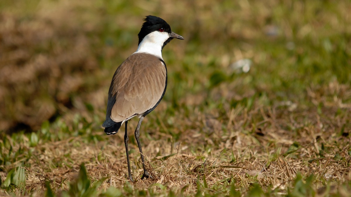 Spur-winged Lapwing - ML369083981