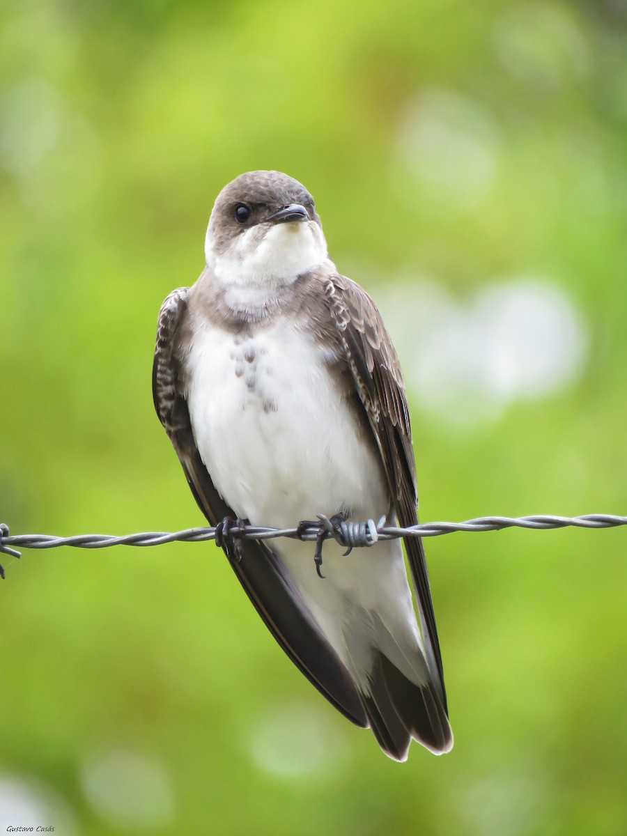 Brown-chested Martin - ML36909101