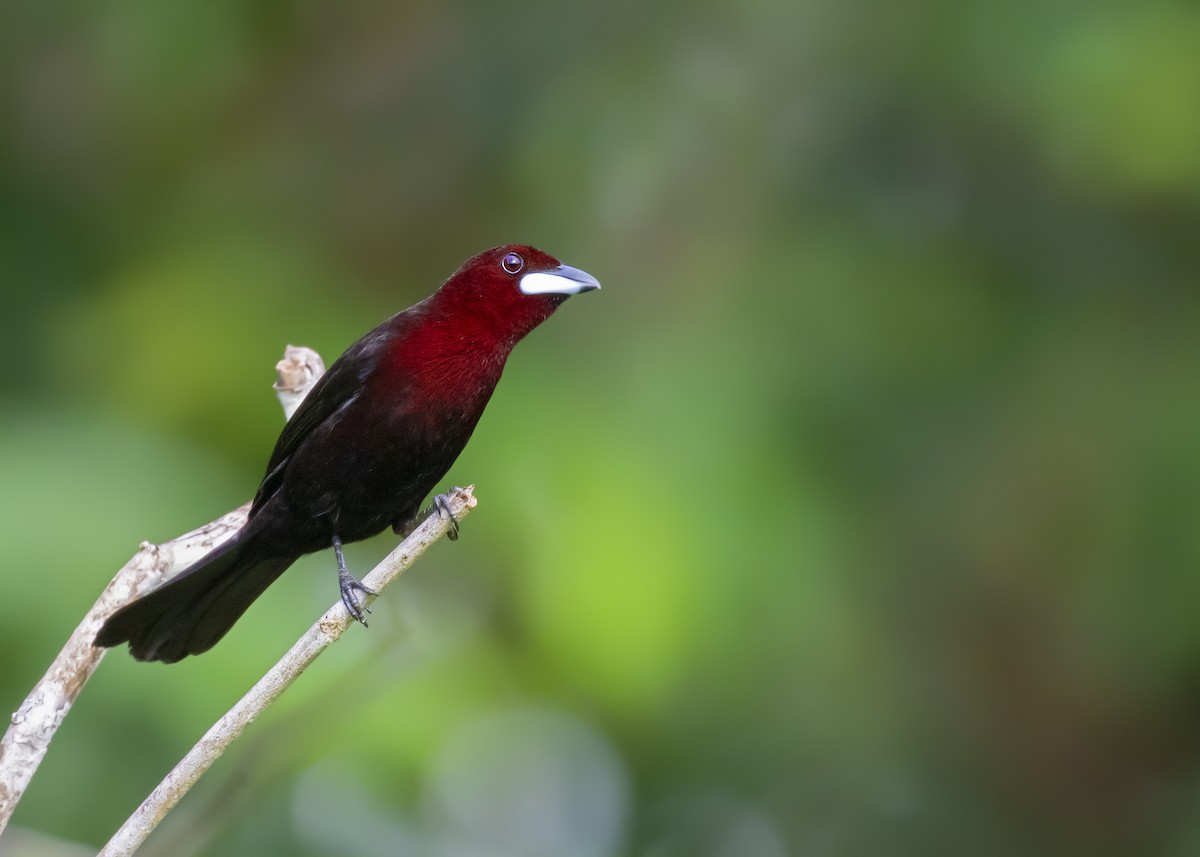 Silver-beaked Tanager - ML369091231
