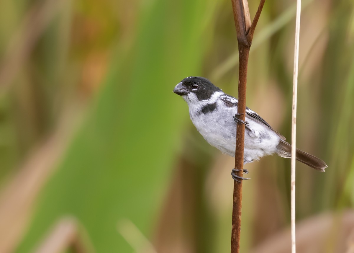 Wing-barred Seedeater - ML369091691