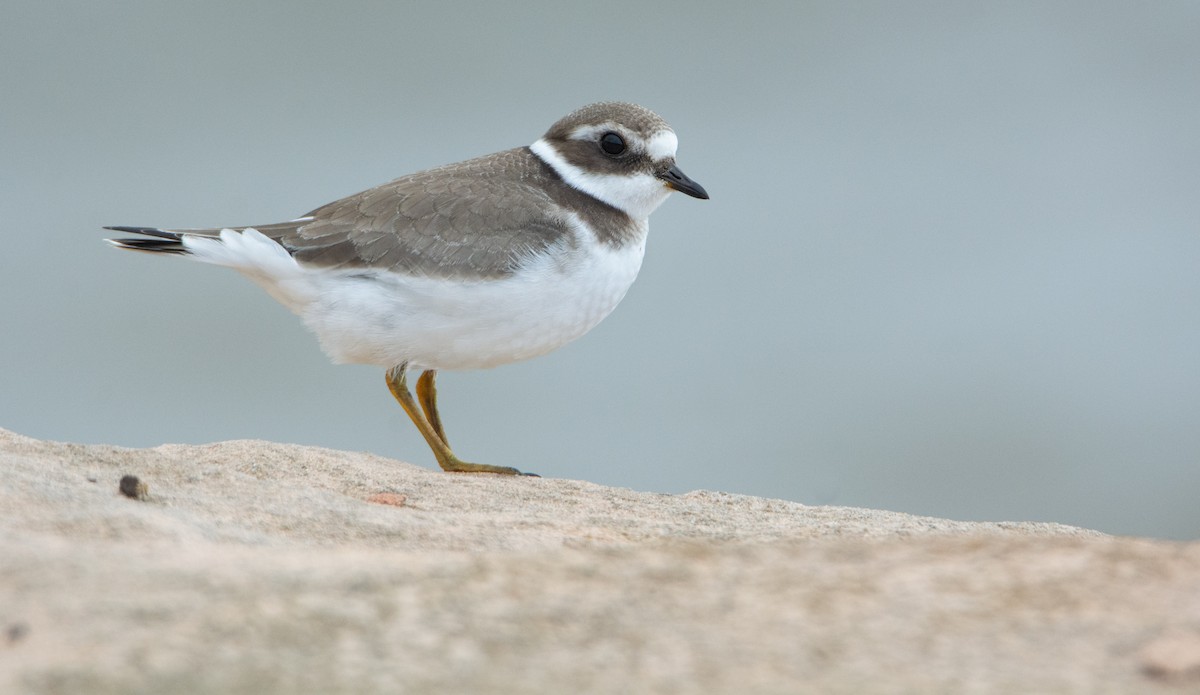 Common Ringed Plover - ML369093791