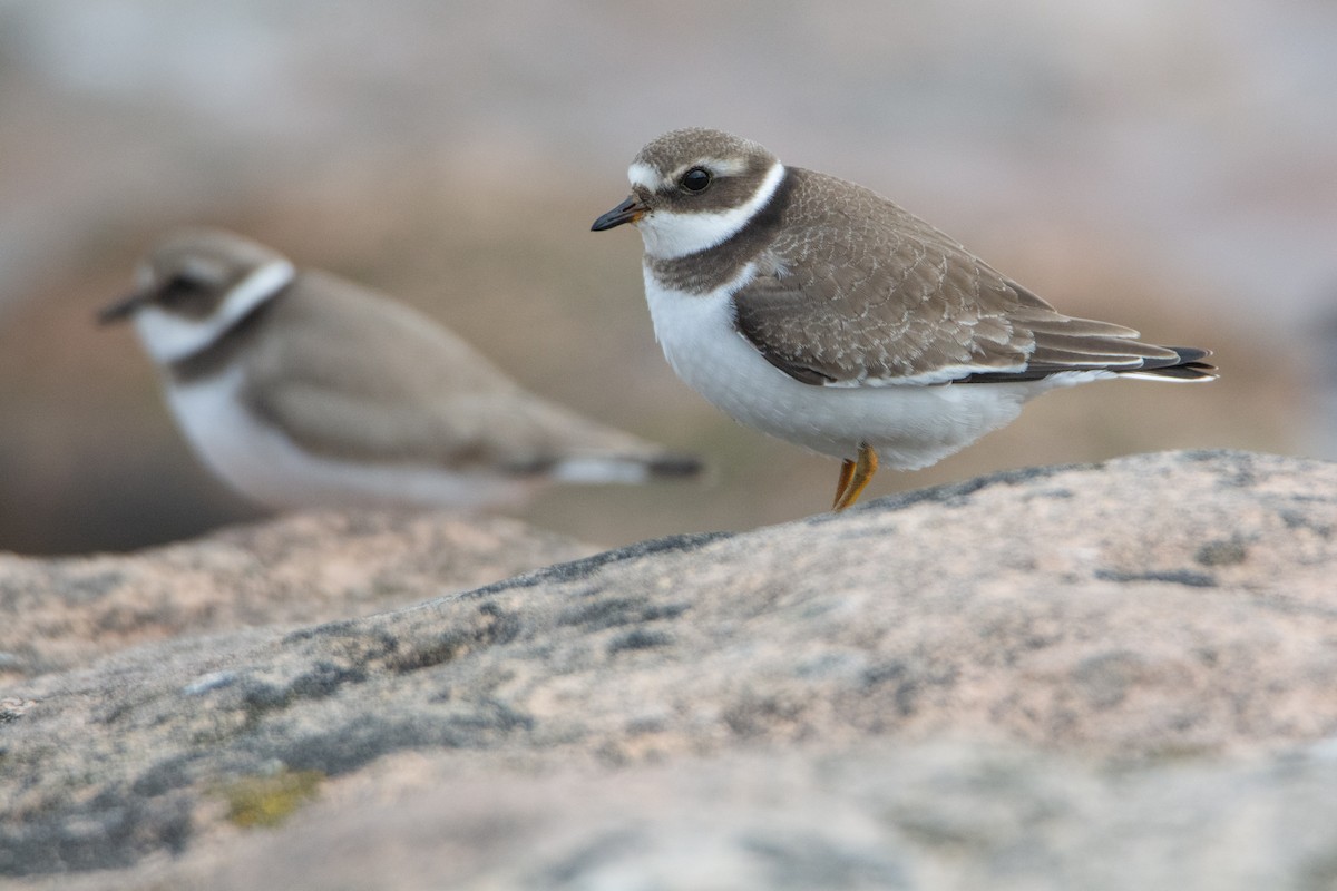 Common Ringed Plover - ML369093801