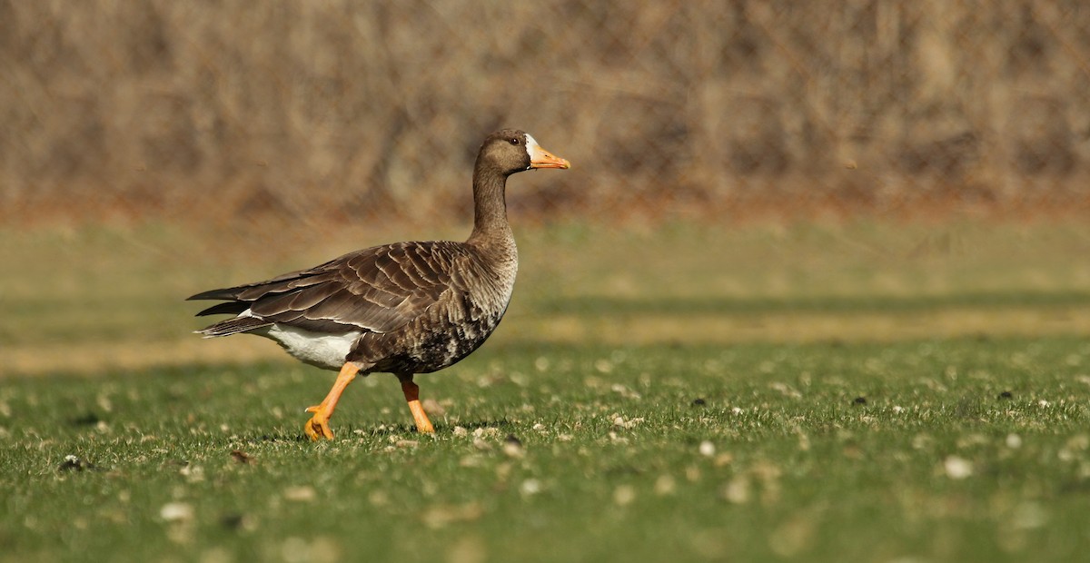 Greater White-fronted Goose (Greenland) - ML36909411