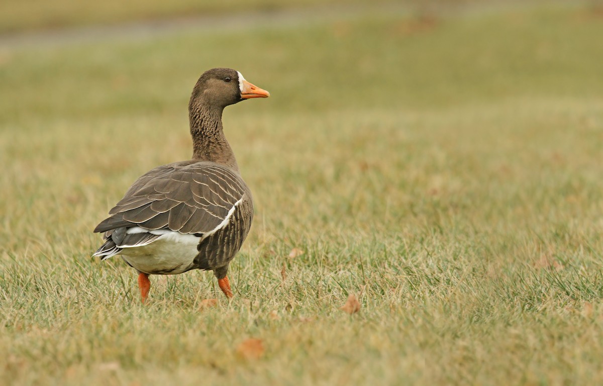 Greater White-fronted Goose (Greenland) - ML36909521