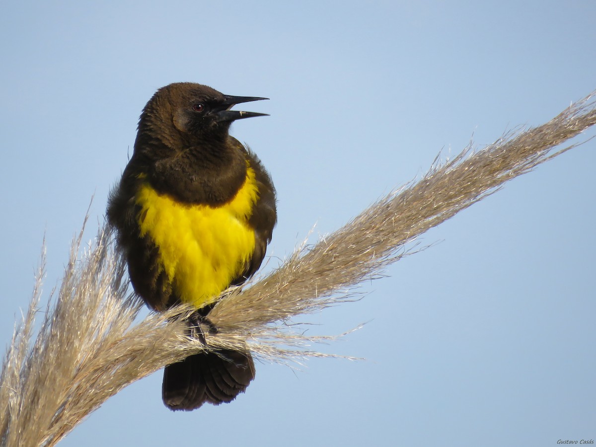 Brown-and-yellow Marshbird - Gustavo Casás