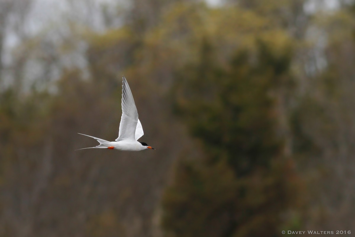 Forster's Tern - Davey Walters