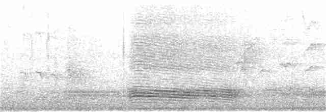 Corbeau à gros bec (levaillantii) - ML369102191