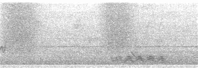 Corbeau à gros bec (levaillantii) - ML369102221