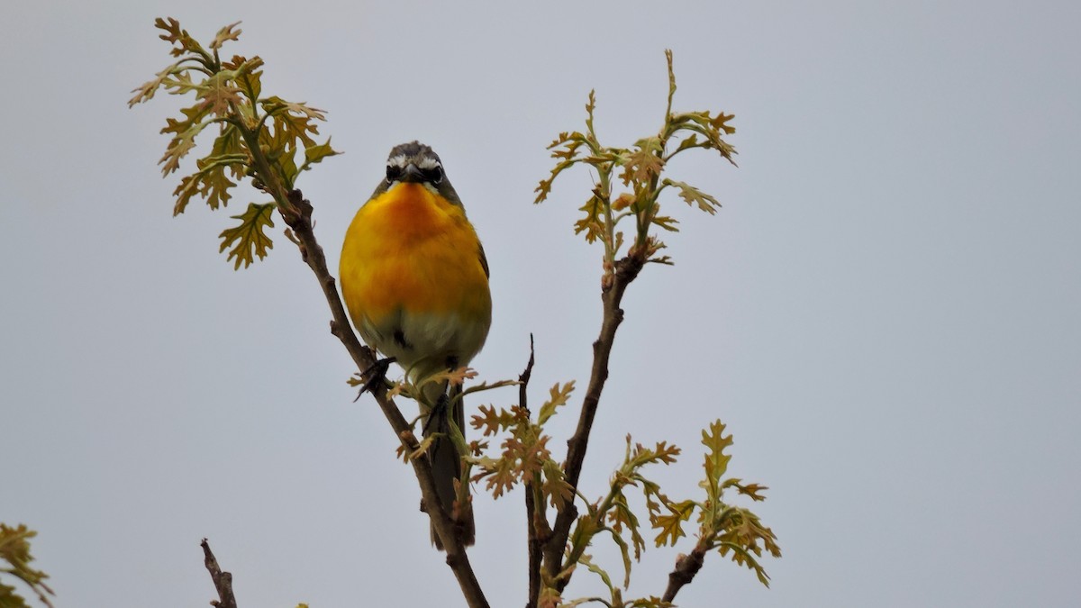 Yellow-breasted Chat - Keith Eric Costley