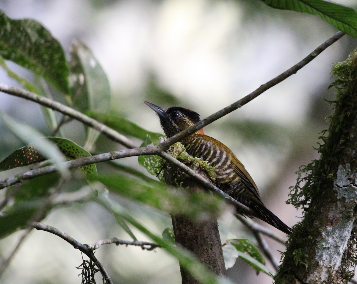 Bar-bellied Woodpecker - ML369111571