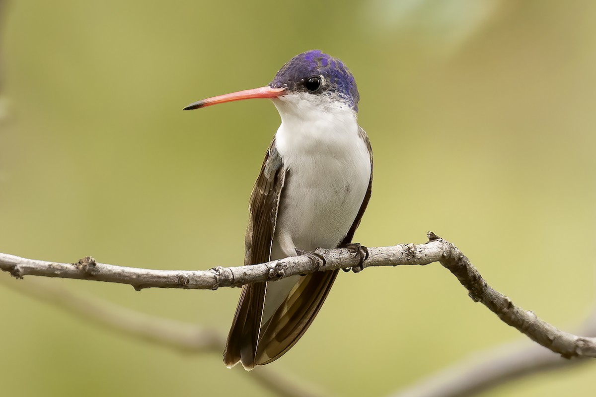 Violet-crowned Hummingbird - Peter Hawrylyshyn