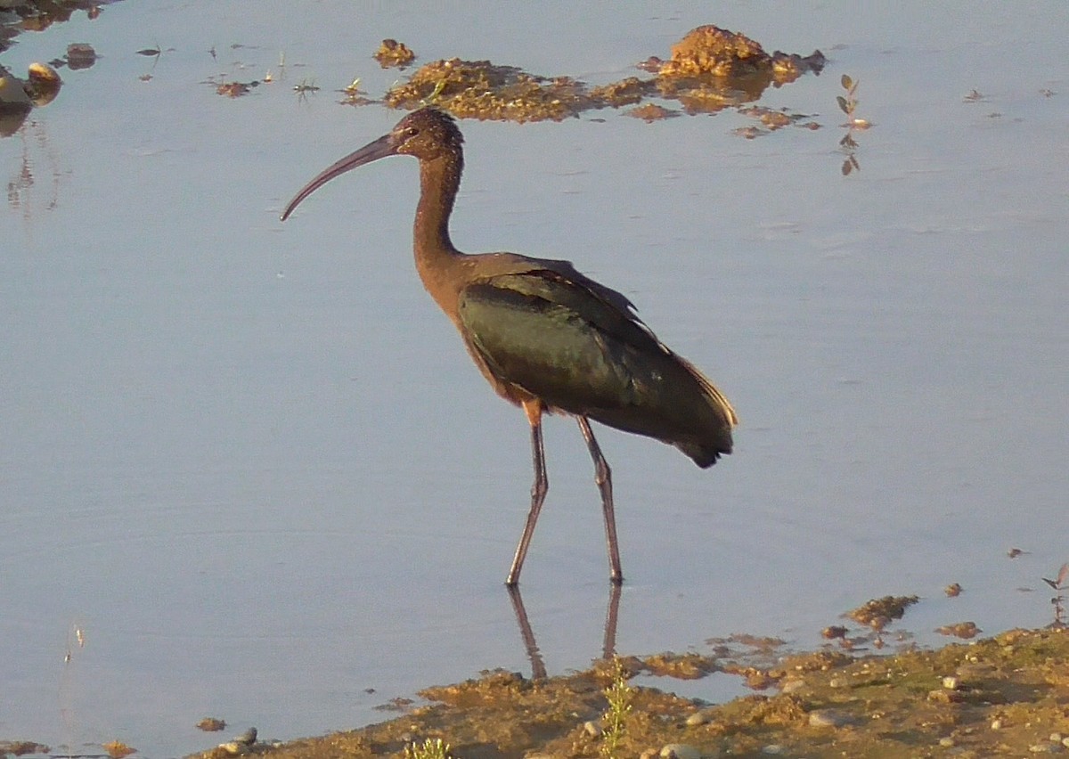 ibis hnědý - ML369114891