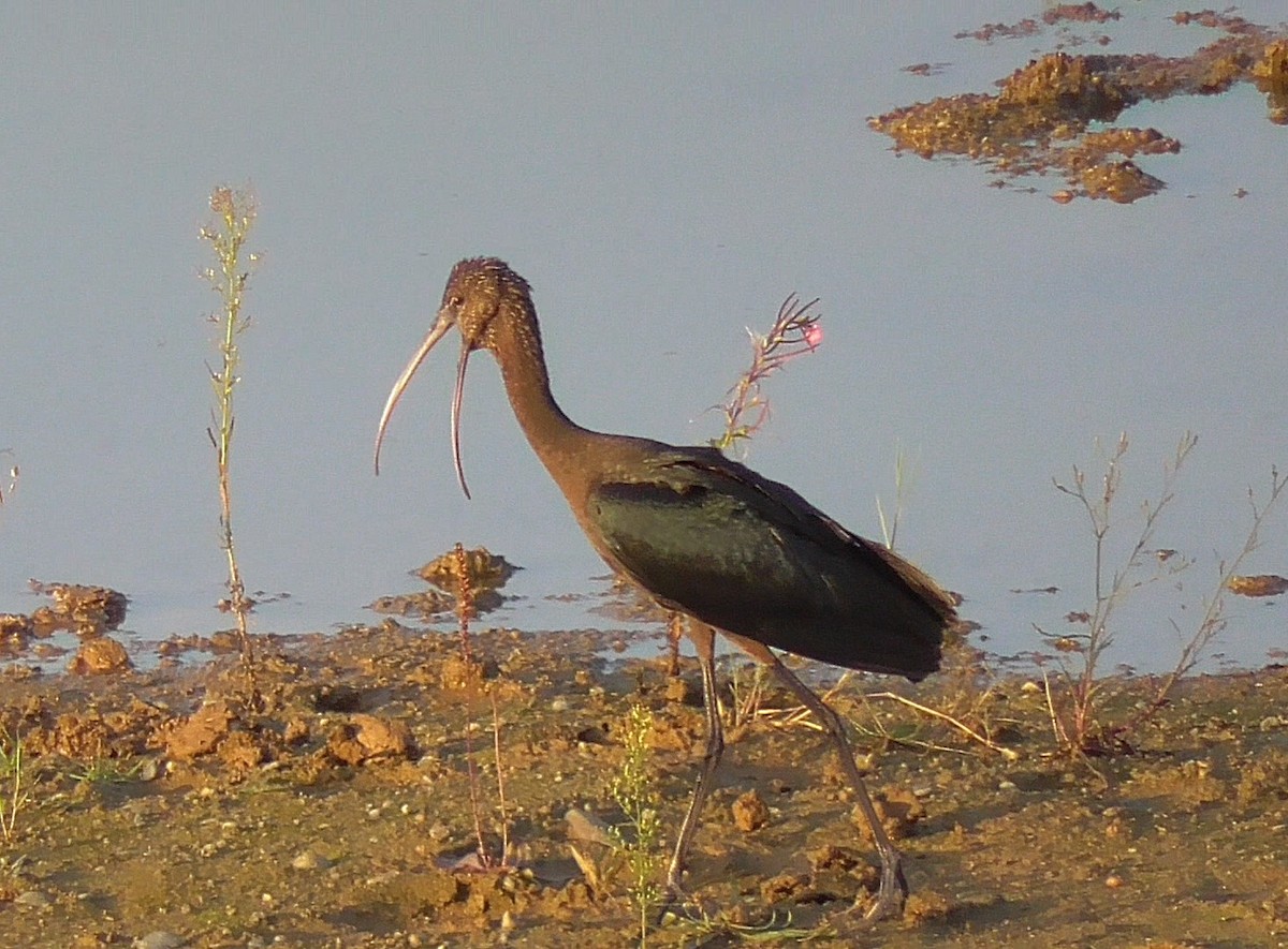 ibis hnědý - ML369114911